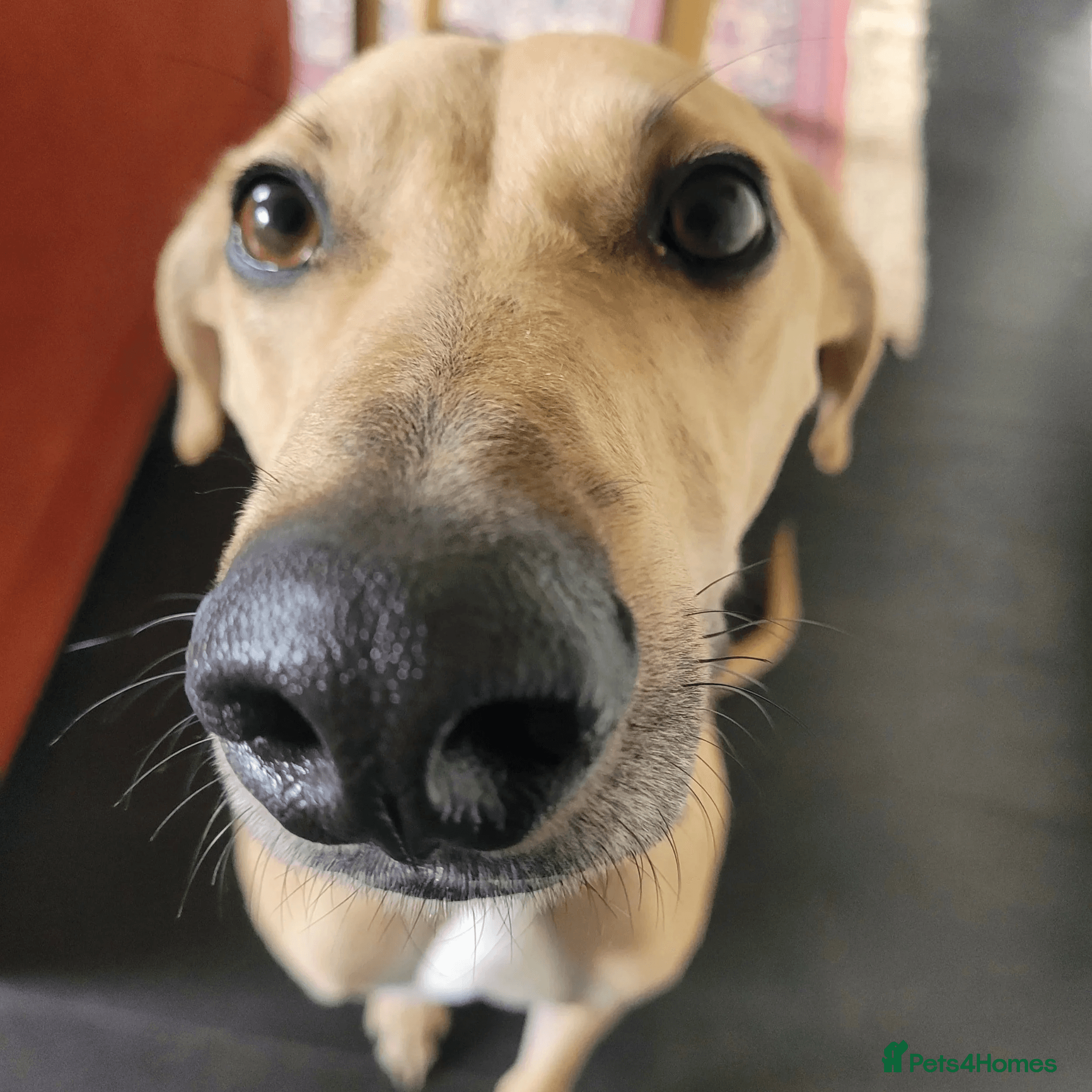 Prince (sighthound mix) photo 10