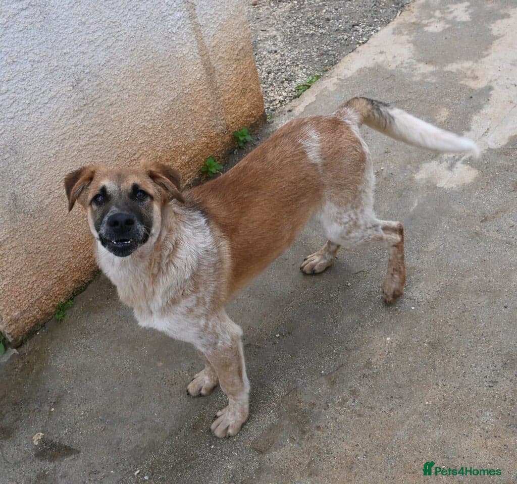 Adorable Atlas 6 month old photo 7