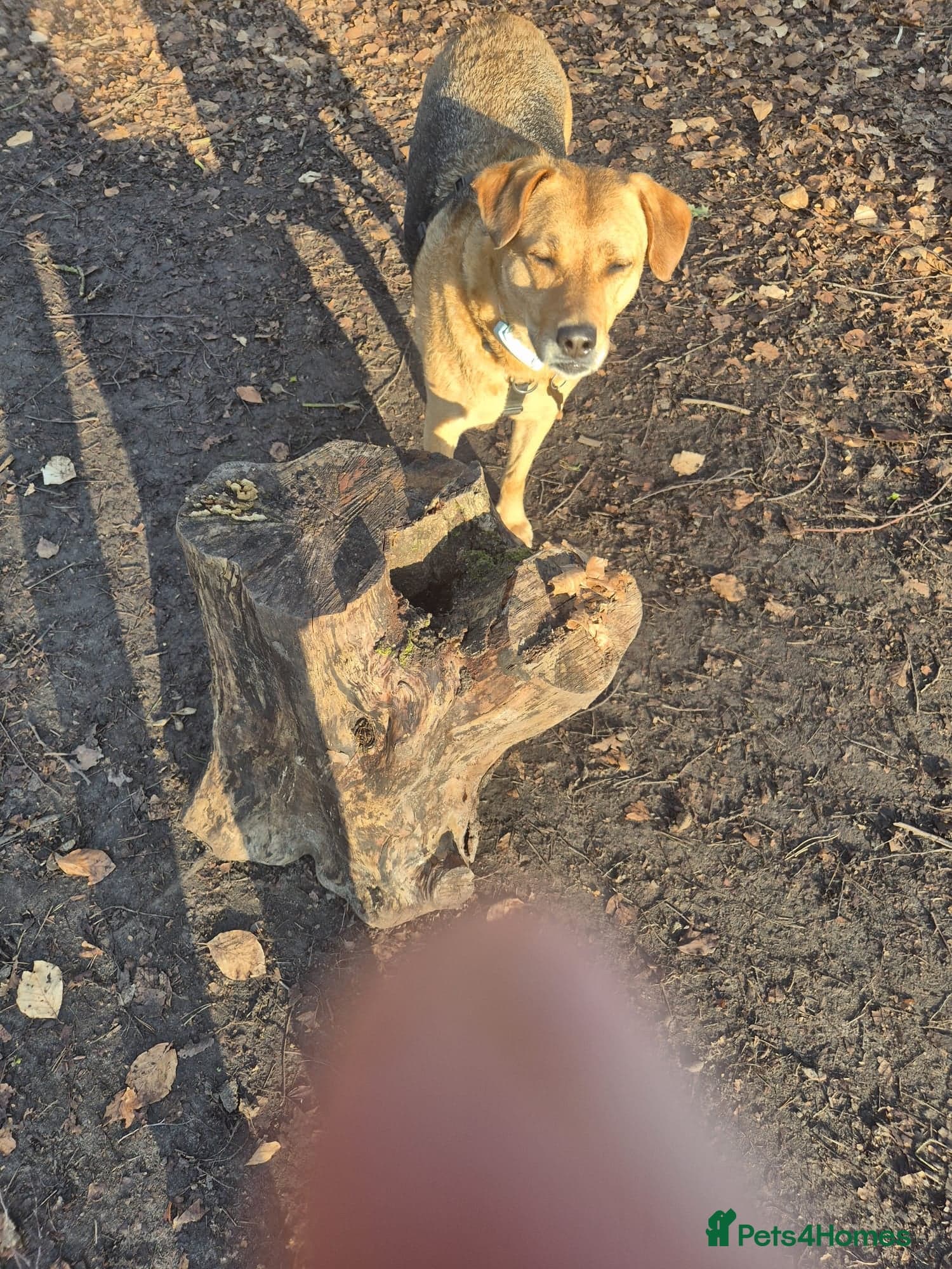 Sweet trinity photo 5