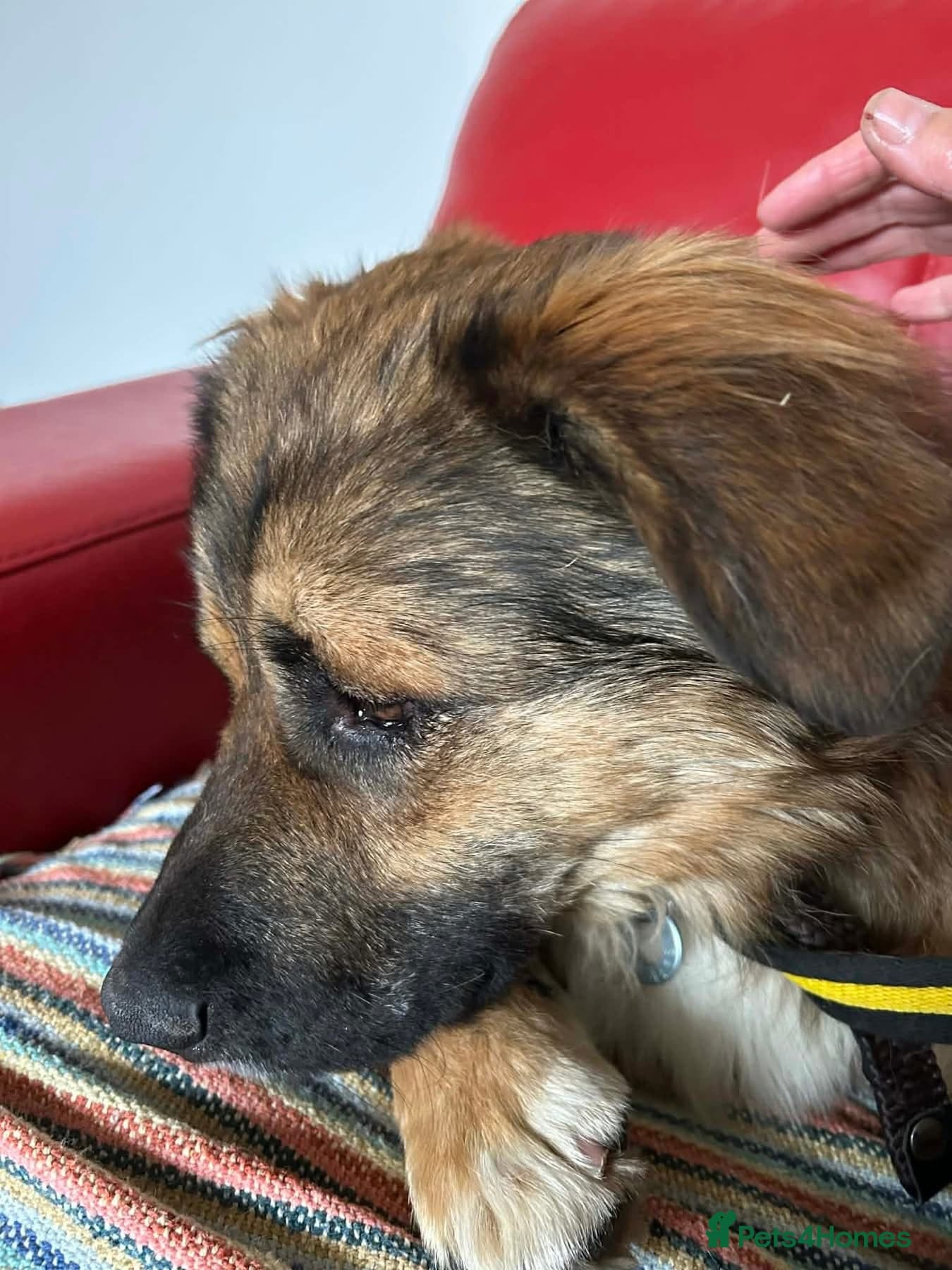 Alfie - Norwich Norfolk photo 6