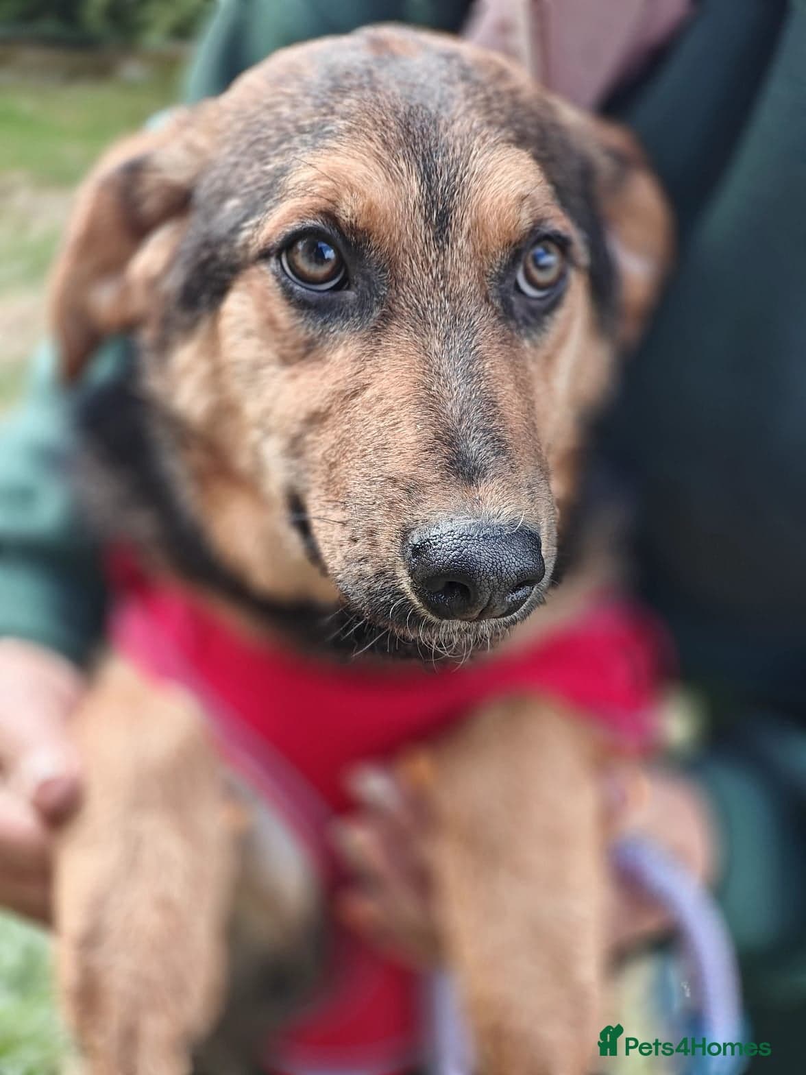 οΈπΆ yasia photo 10