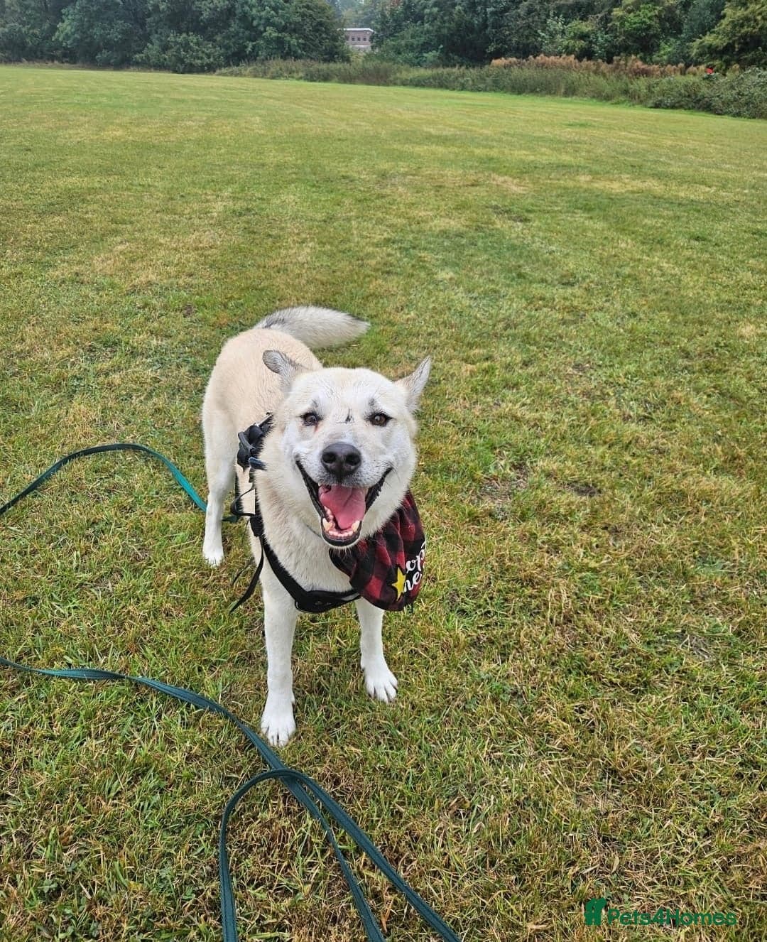 Handsome Fivos Huskey X Shepherd photo 12