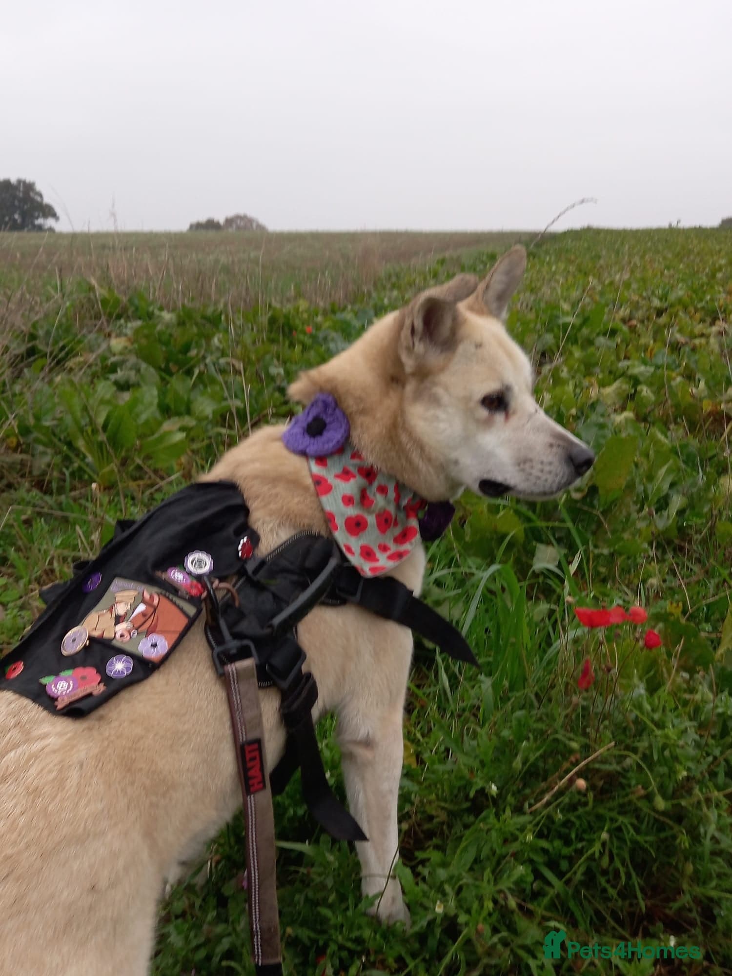 Handsome Fivos Huskey X Shepherd photo 6