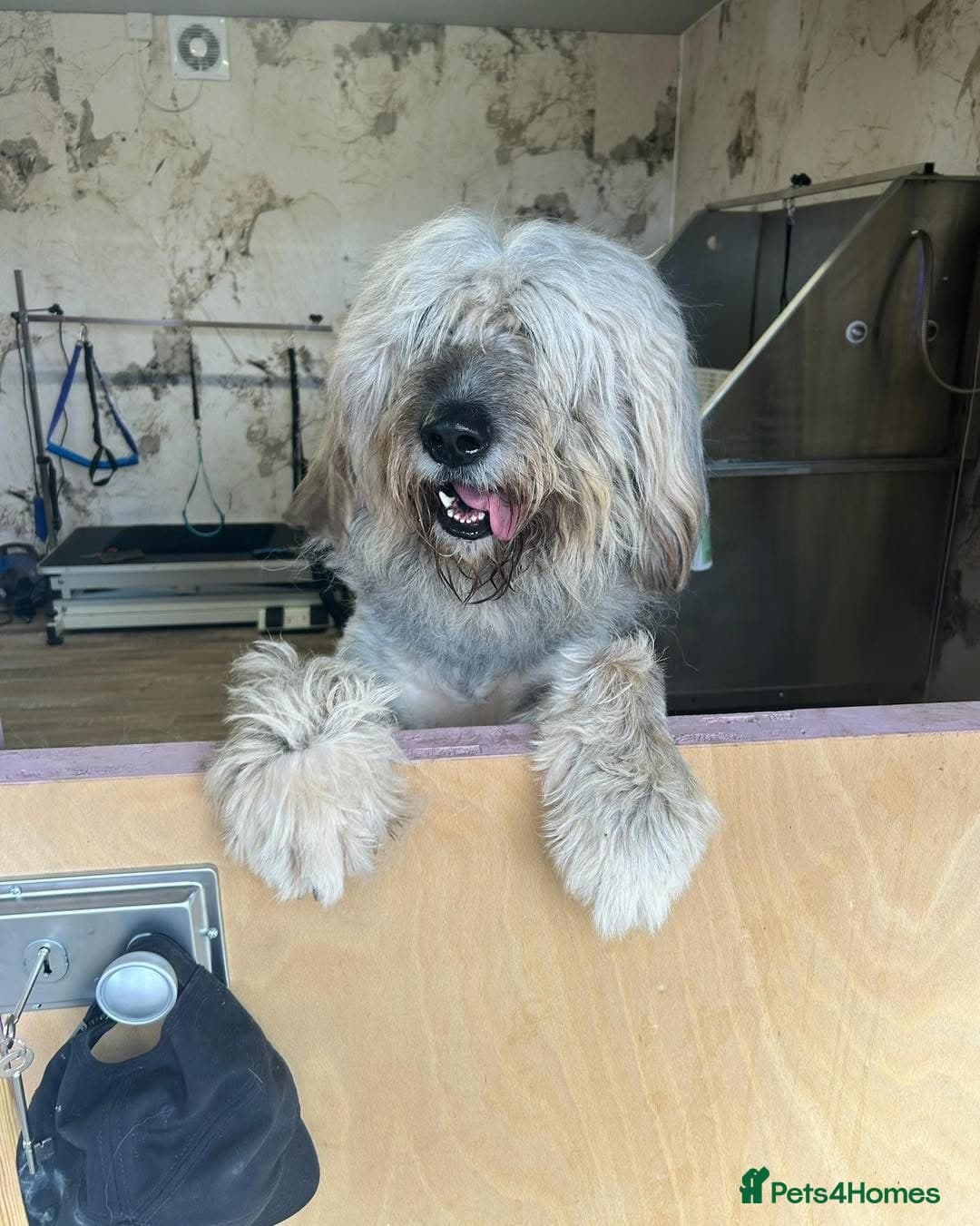 Oscar - our bear boyπ photo 13