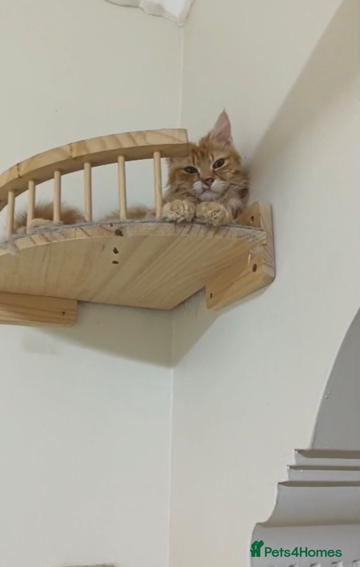 Baby Taco — Mixed Breed