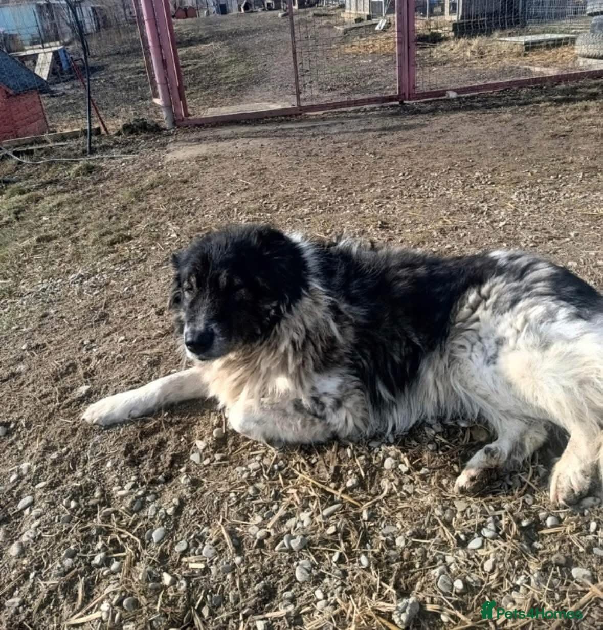 Freya - Norwich Norfolk photo 9