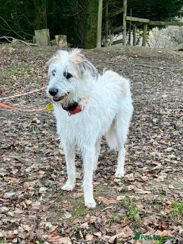 KALLIE- 18 months, loves dogs/playful/active/rural photo 12