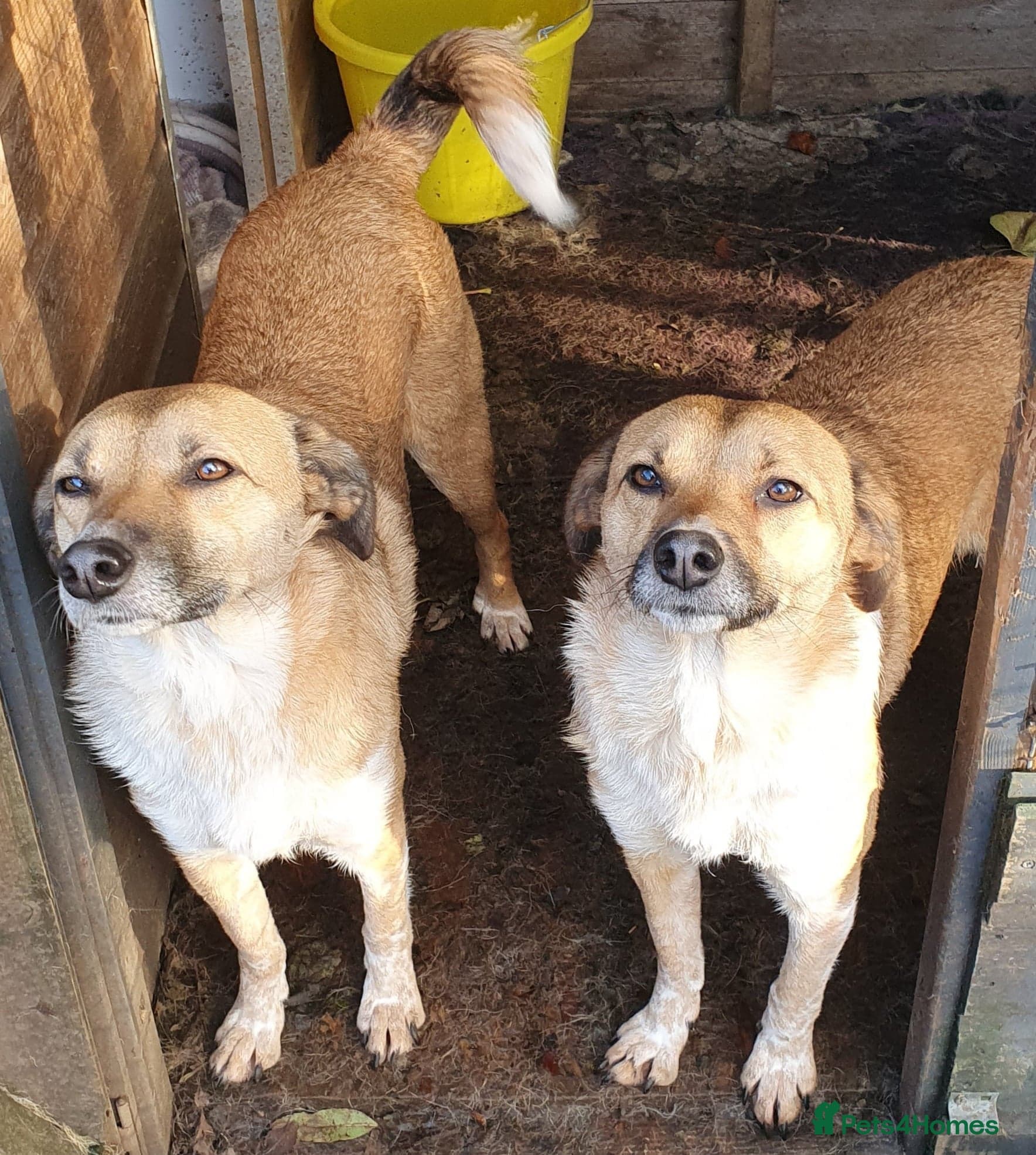 Tessa and Tosca -looking photo 6