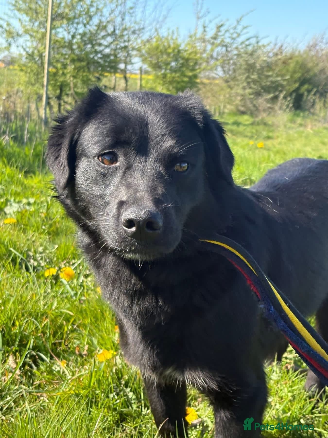 Dante - Norwich Norfolk photo 4