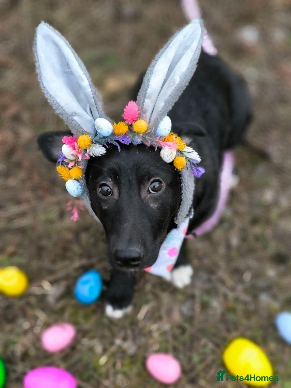 οΈπΆ masha photo 5