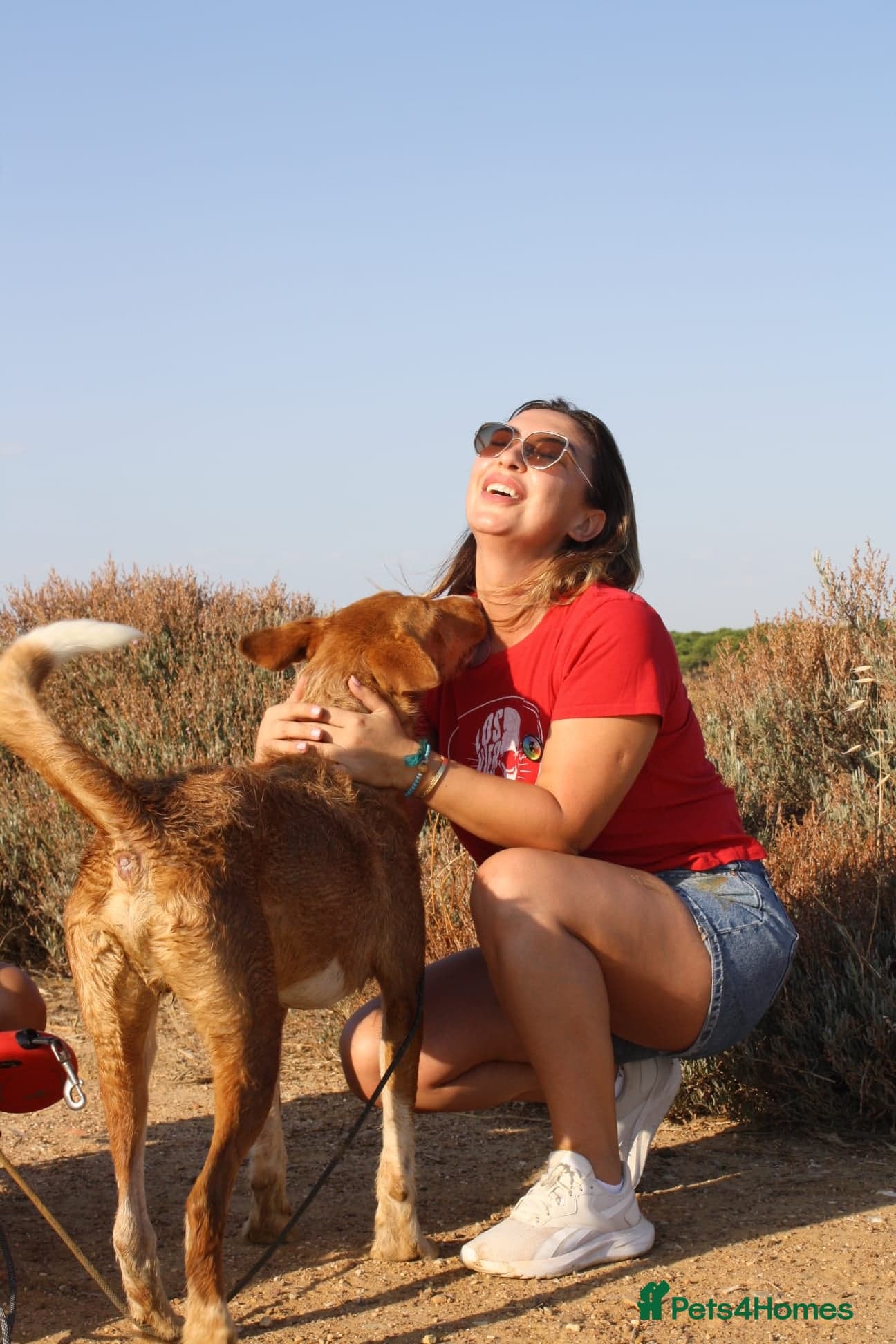 Years waiting - forgotten dogs photo 12