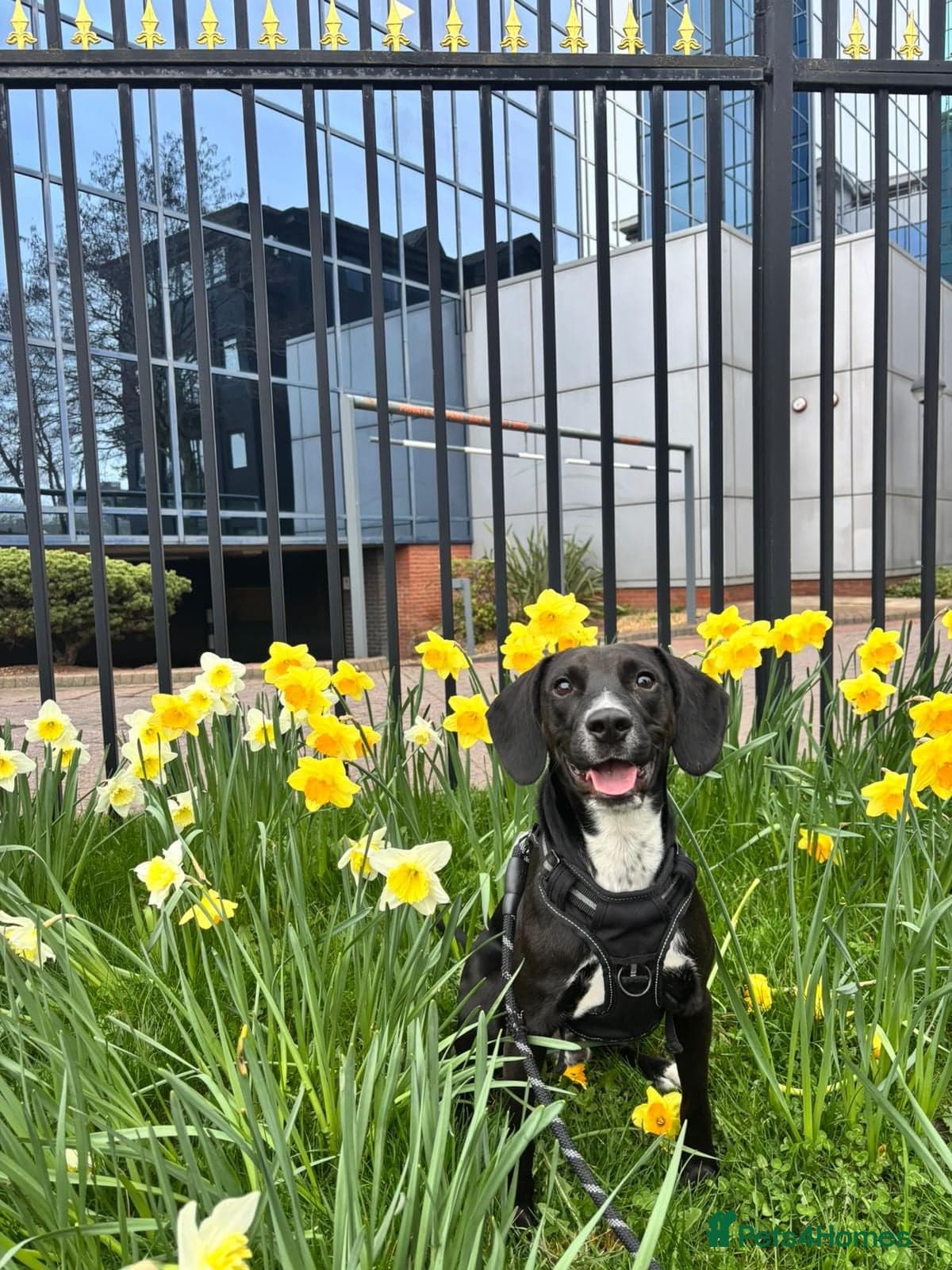 ️🐶 walter photo 3