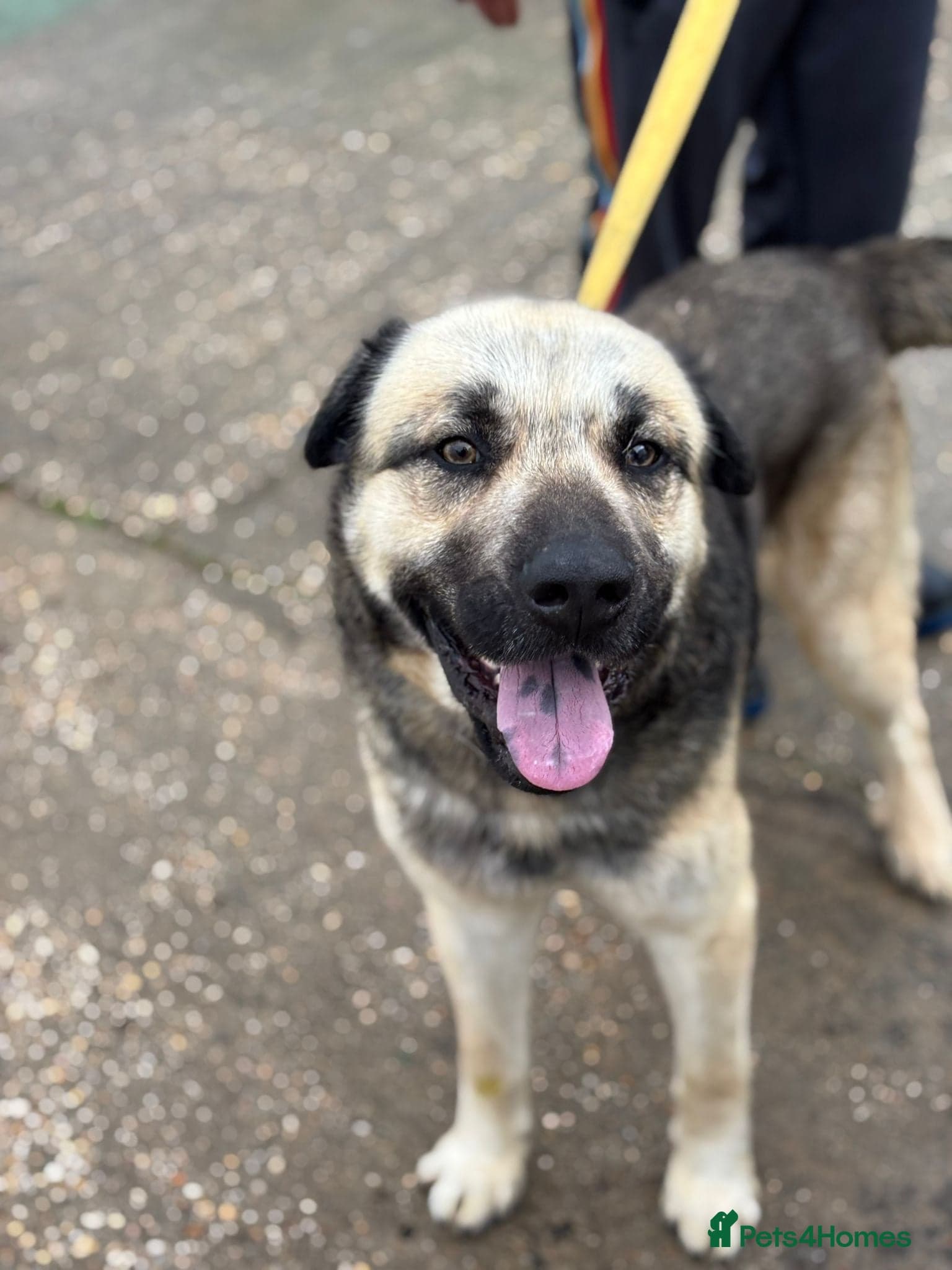 Titan❤️🐾 — Mixed Breed