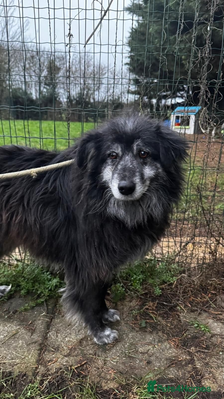 Meet amazing MOOSE!! photo 4