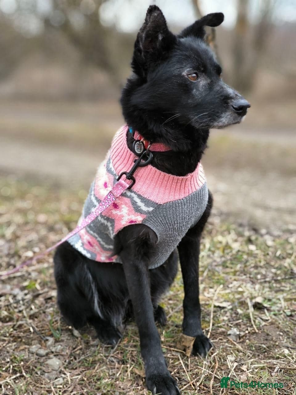 οΈπΆ tofa photo 20