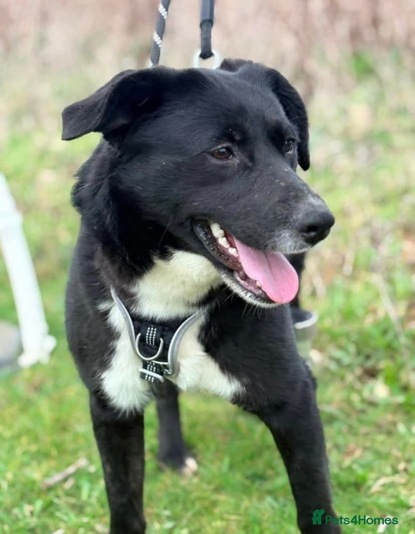 Meet Peaches, currently residing in Essex photo 7