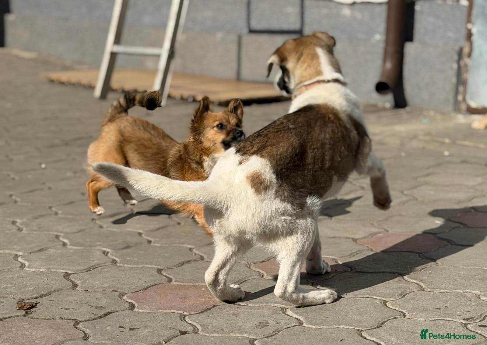 Silva β Mixed Breed