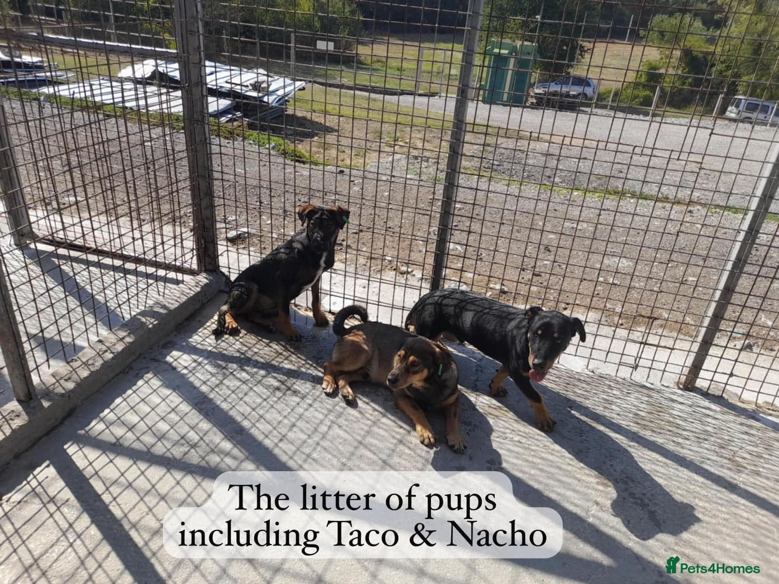 Nacho, 10-12 months old. photo 8