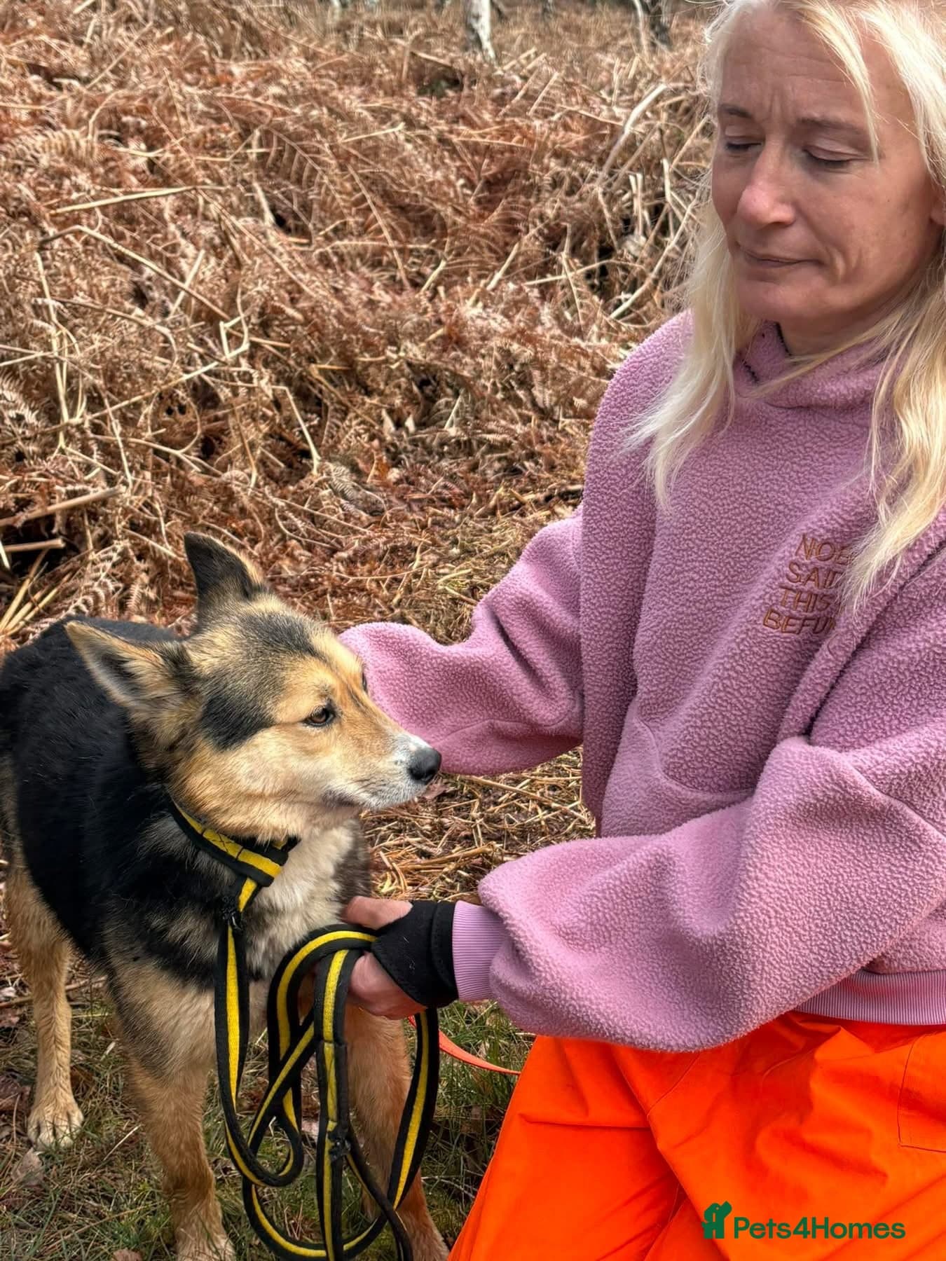 Bowie - Norwich Norfolk photo 13