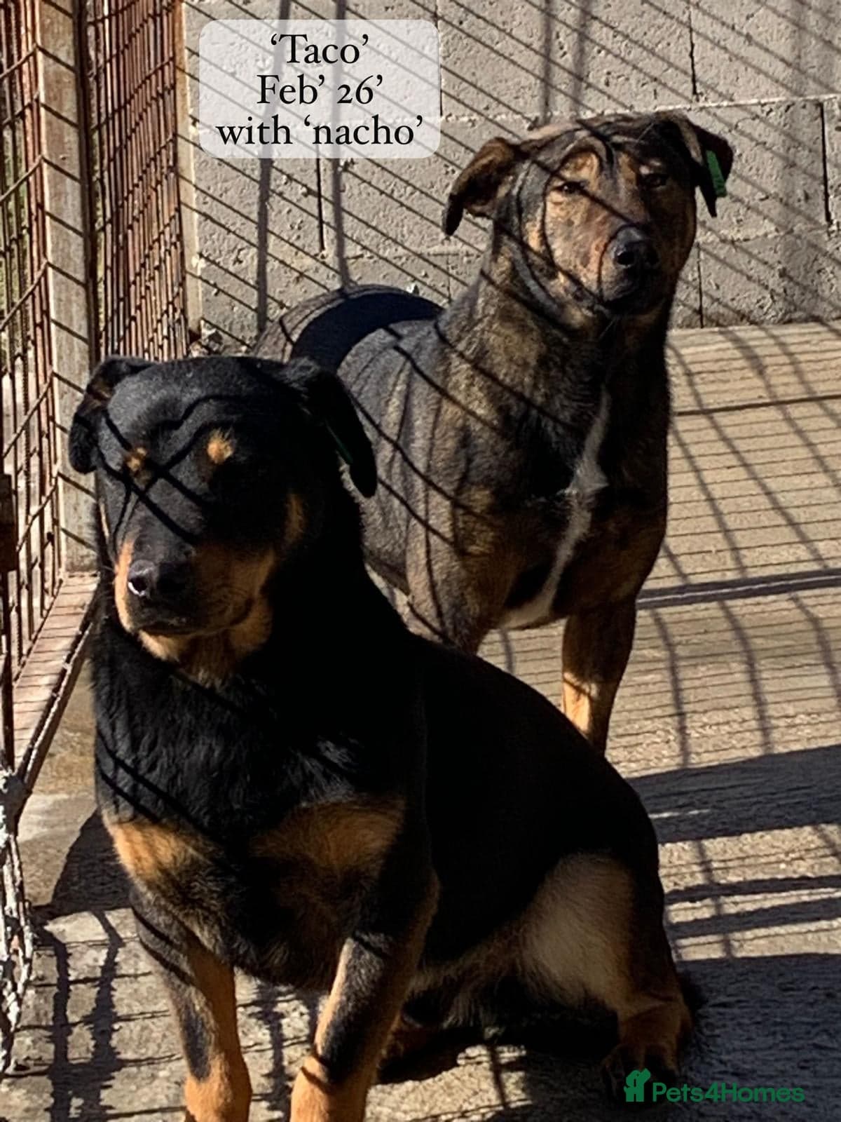 Nacho, 10-12 months old. photo 10