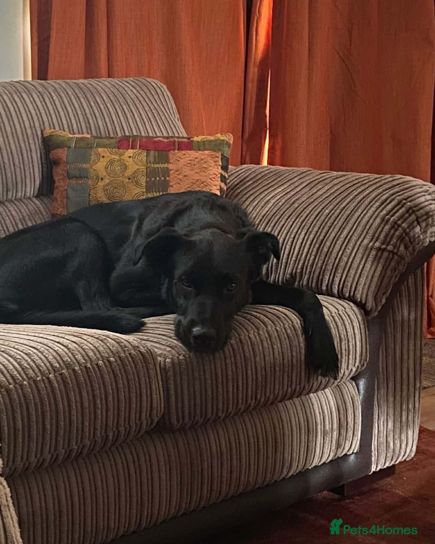 ️beautiful nova ✨️ photo 3