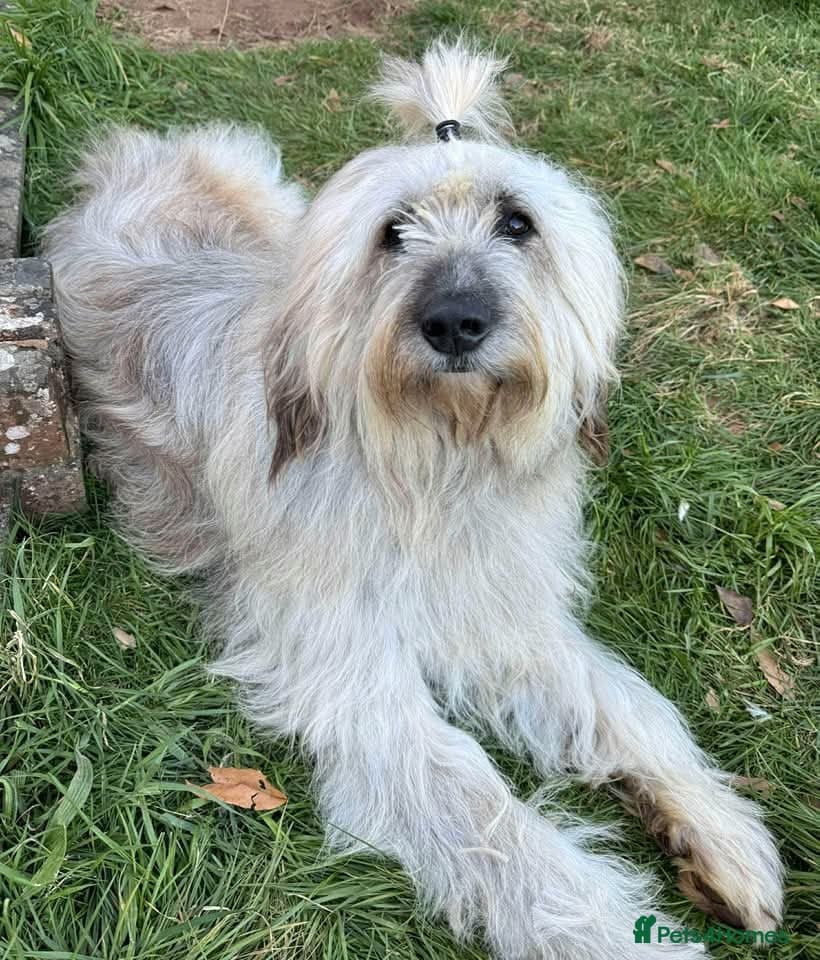 Oscar - our bear boyπ photo 2