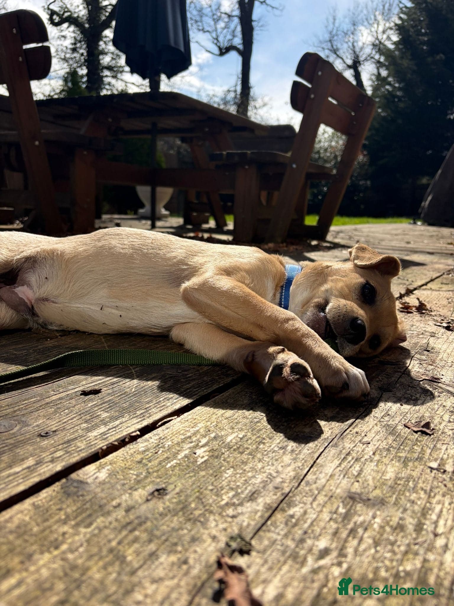 Picolo — Mixed Breed