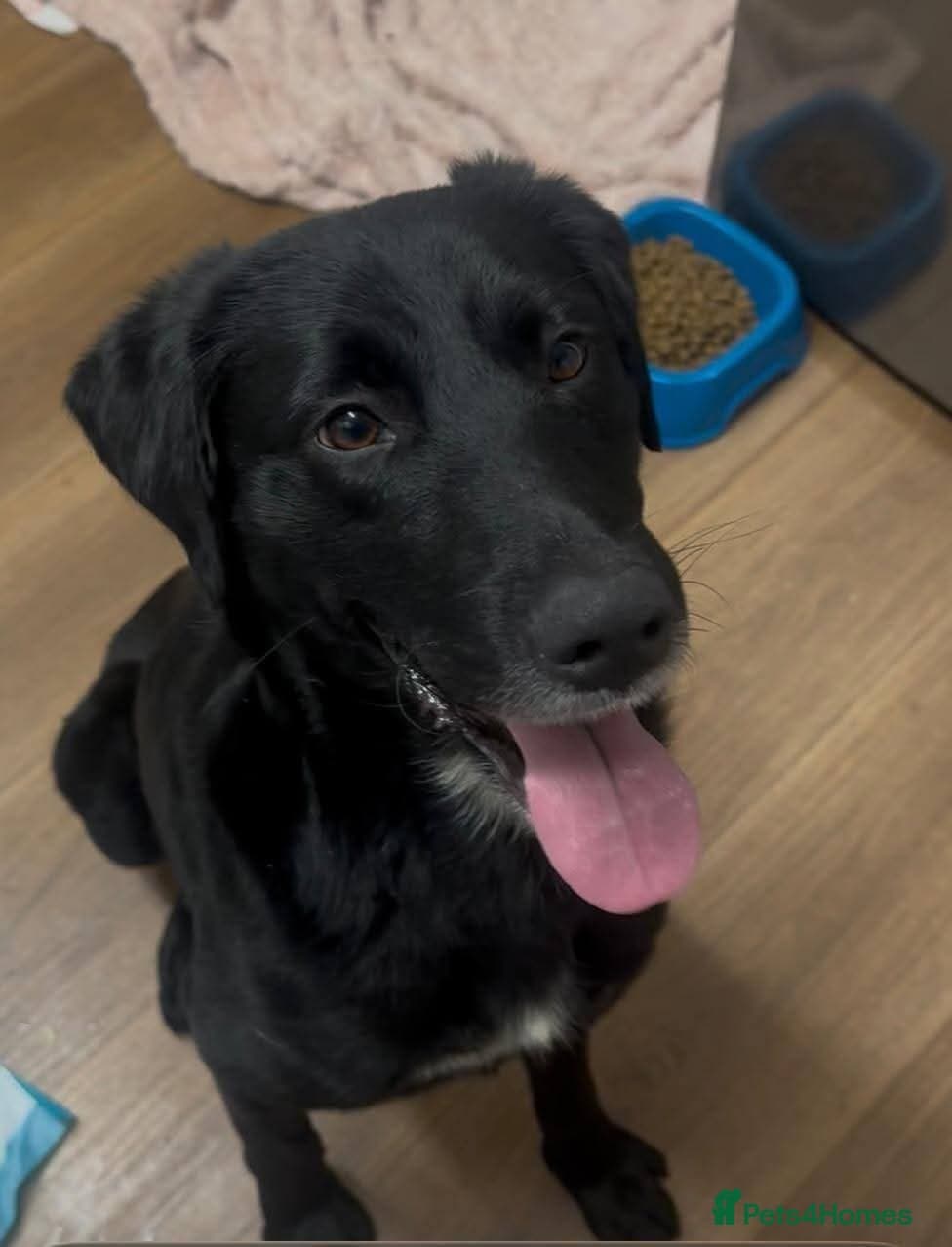 Meet Cosmo, currently residing in Yorkshire photo 12