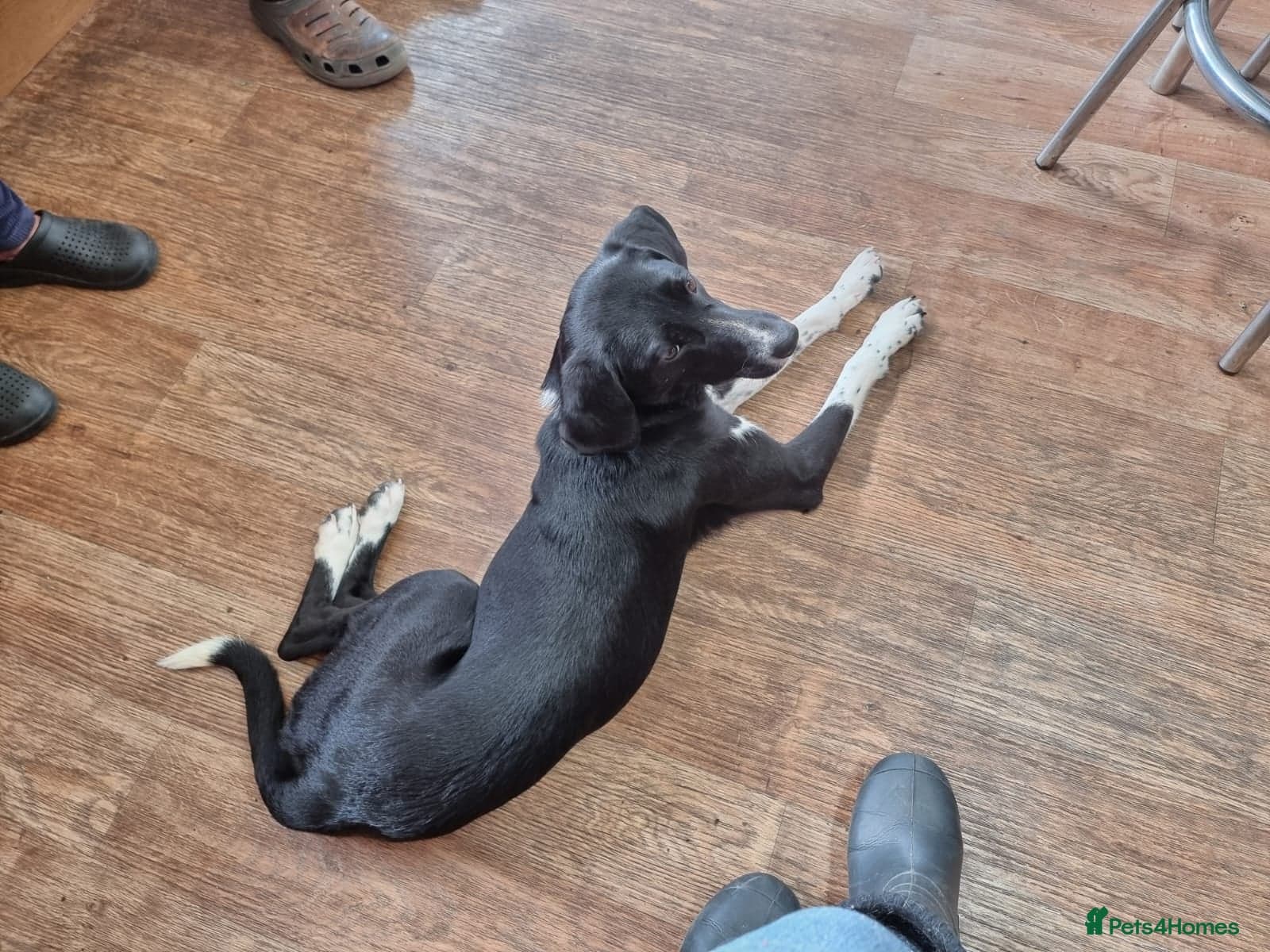 Nora for adoption in cornwall/devon photo 14