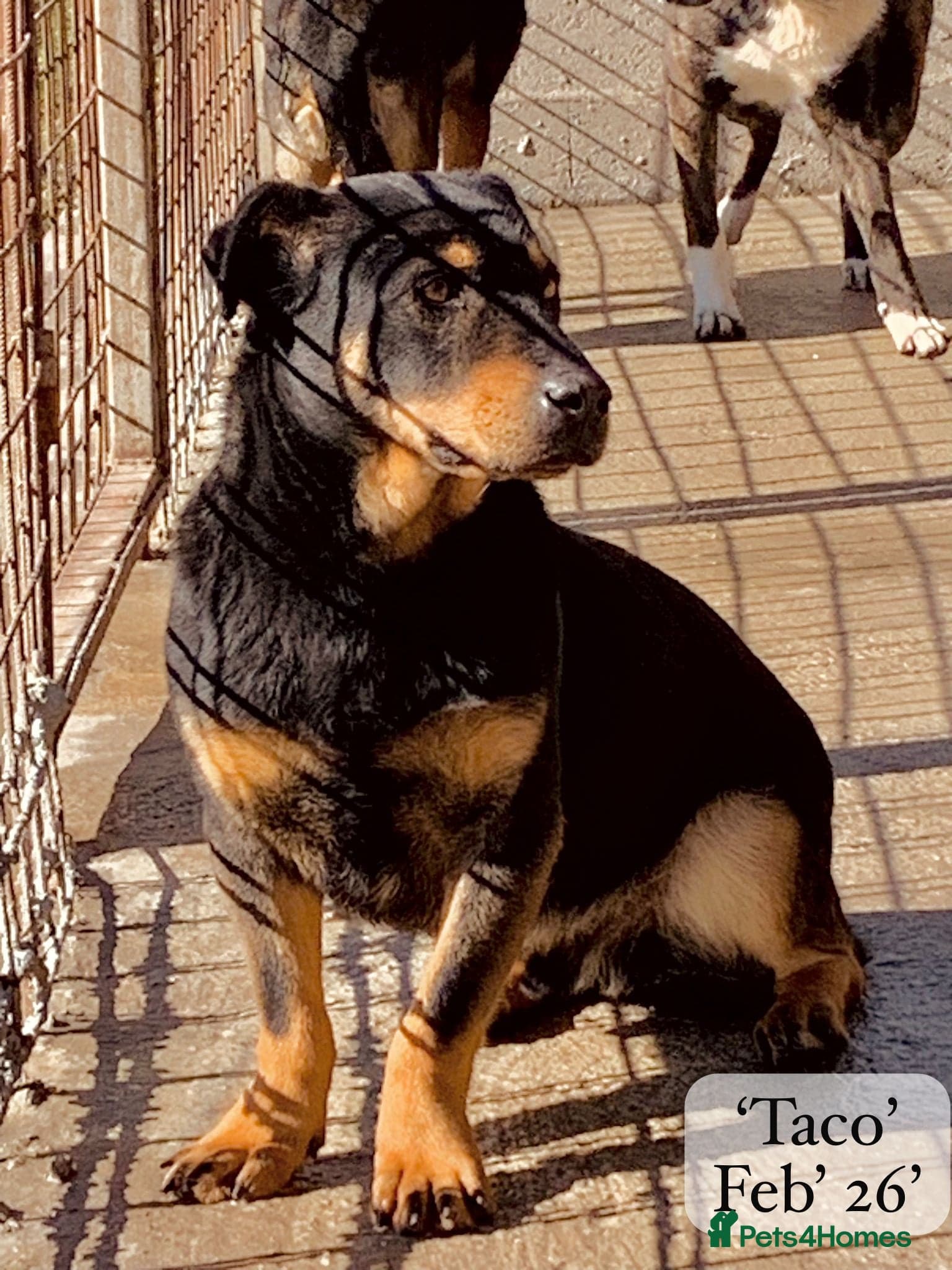 Taco, 10-12 months old. photo 19