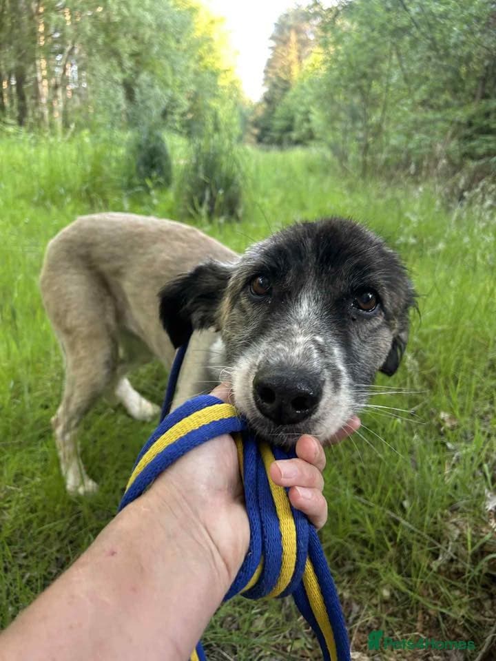 Hilda - Norwich Norfolk photo 17