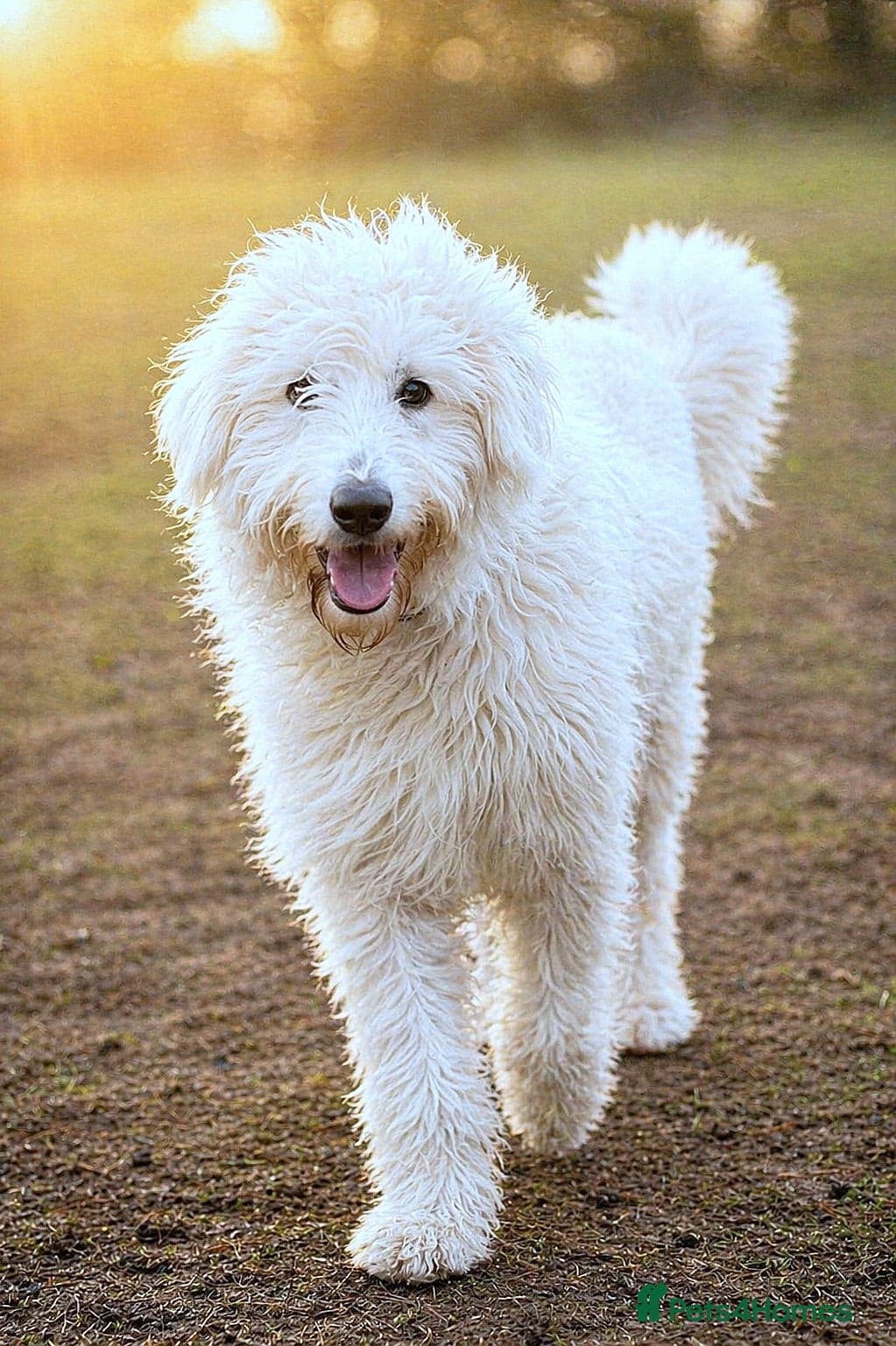 JOJO,URGENT🖤 Superb big Girl — Mixed Breed