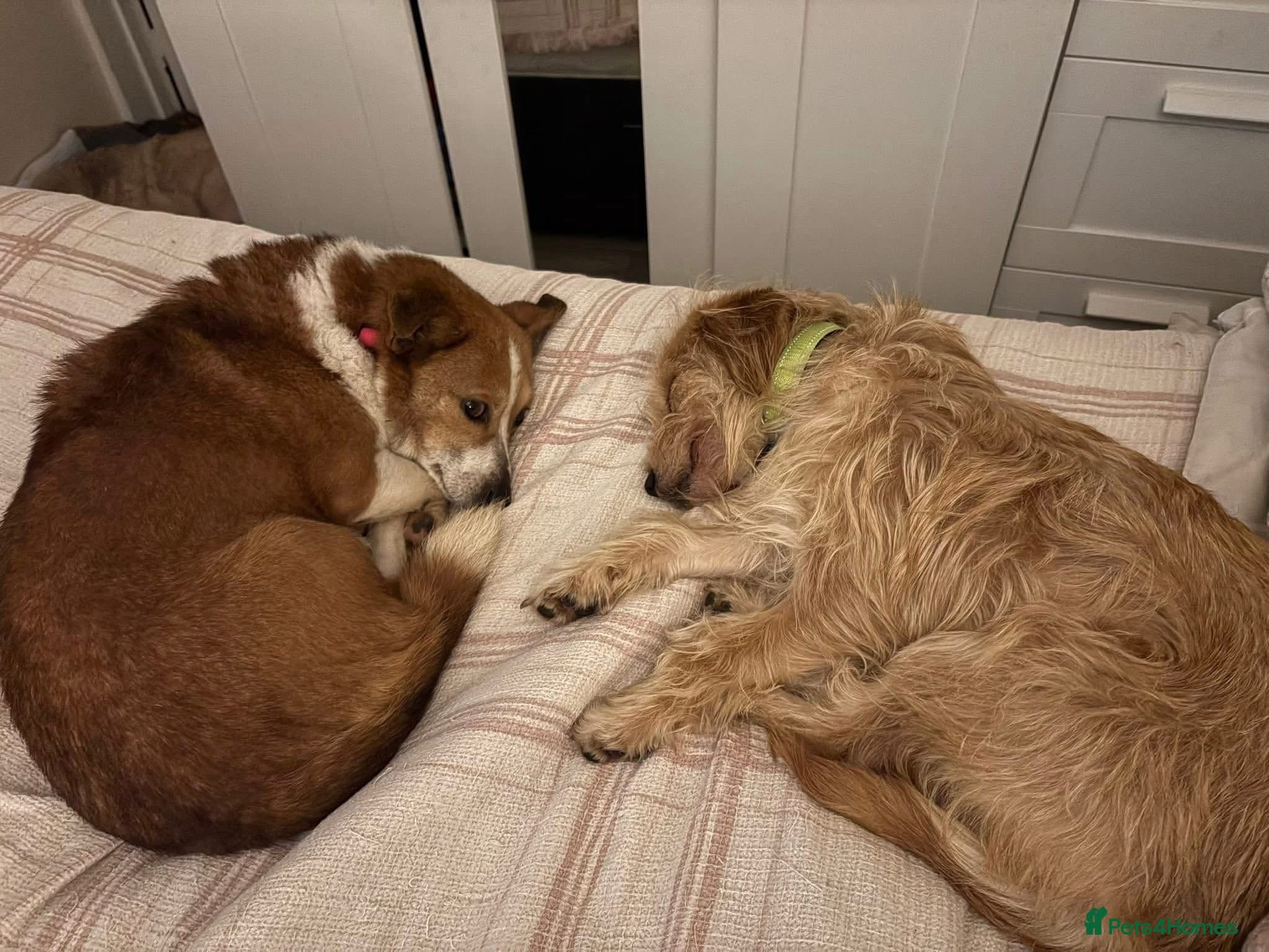 Yara - Norwich Norfolk photo 15