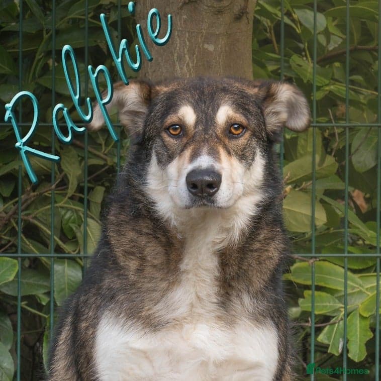 Ralphie β Mixed Breed