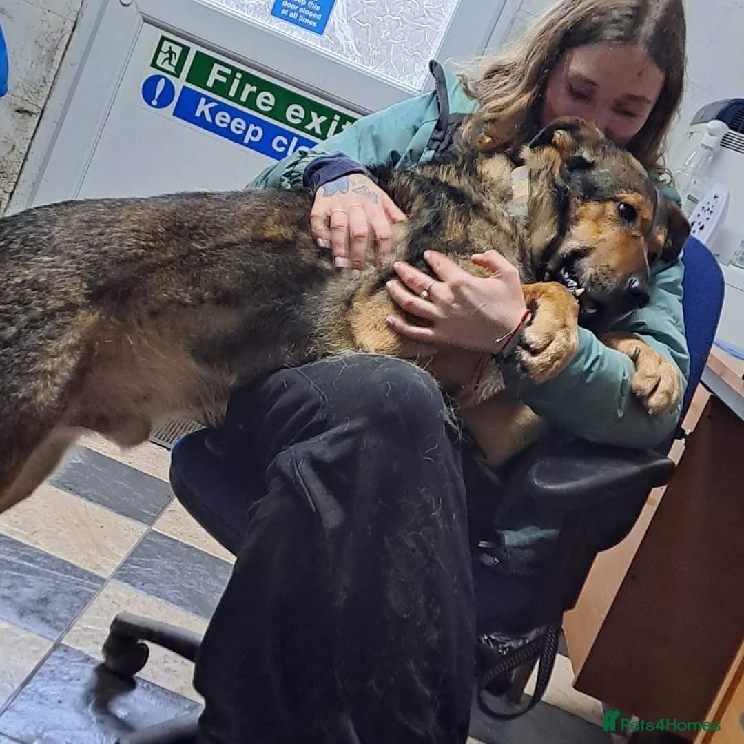 Meet Kobi, currently residing in Cheshire photo 15