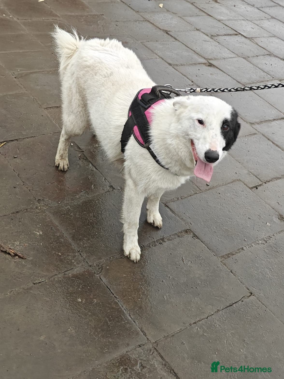 οΈπΆ suzy photo 15