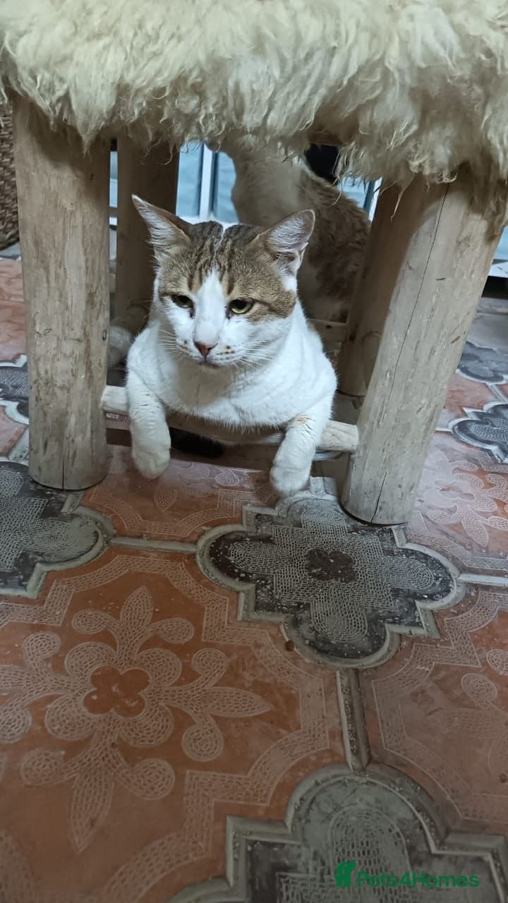 Big Julie — Mixed Breed