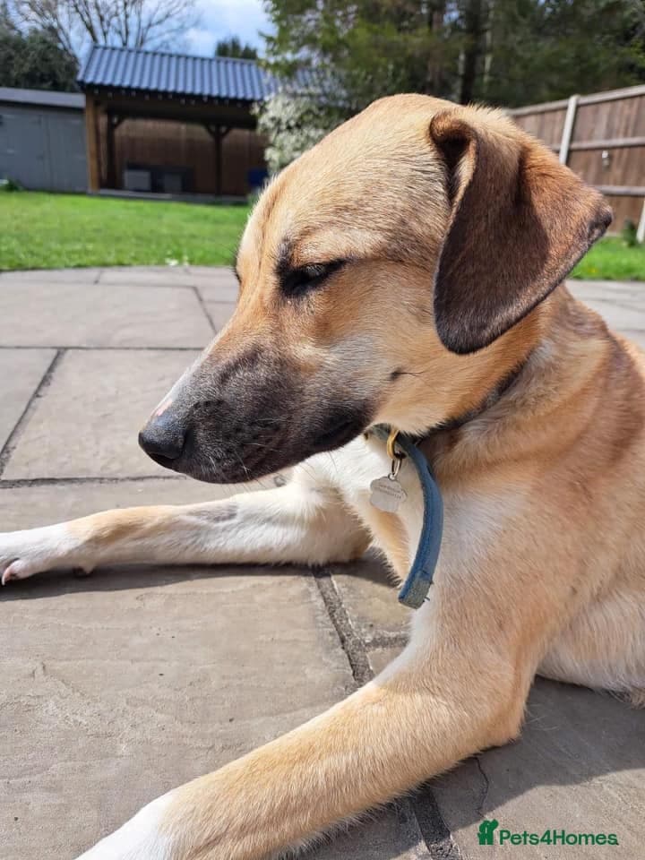 Sara - Norwich Norfolk photo 30