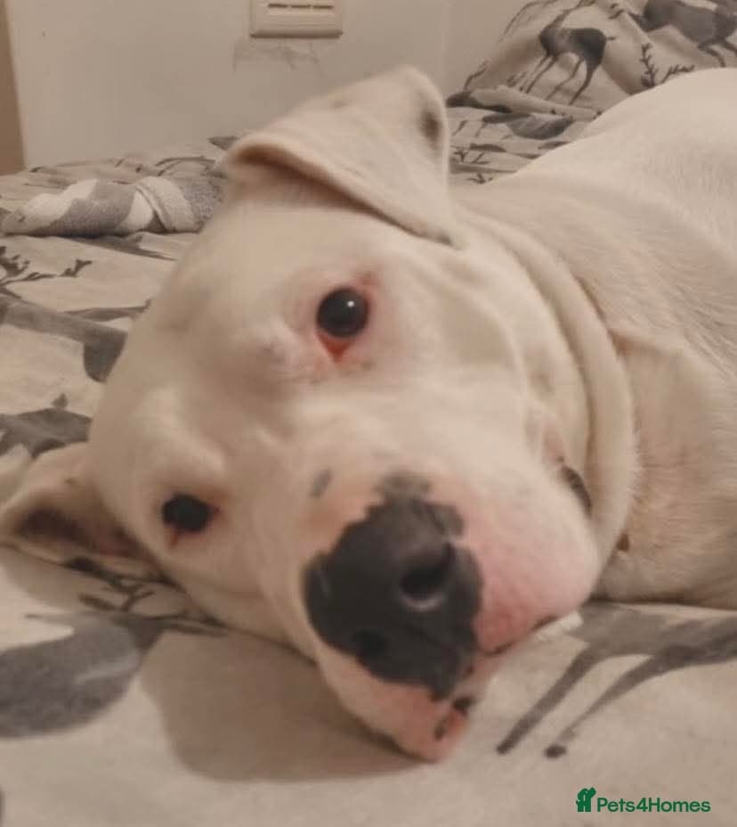 Meet Aria, currently residing in Ormskirk photo 3