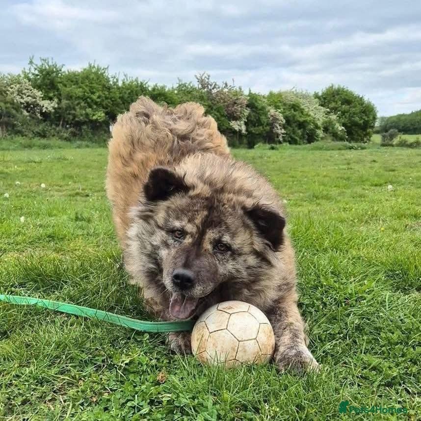 Luna Chow π β Mixed Breed