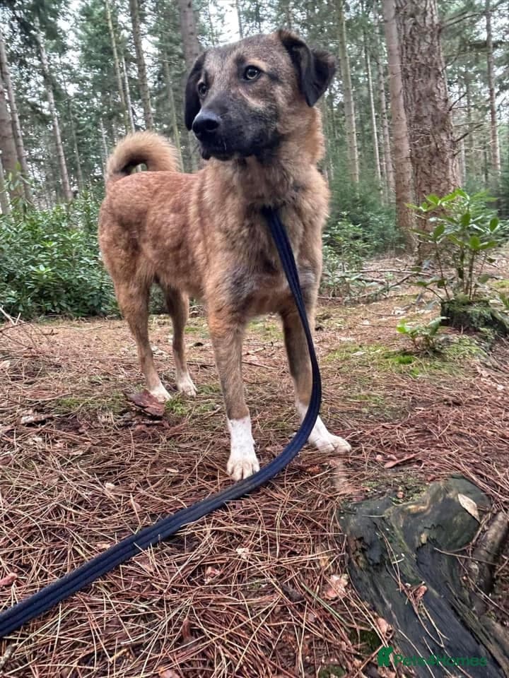 Levi - Norwich Norfolk photo 31