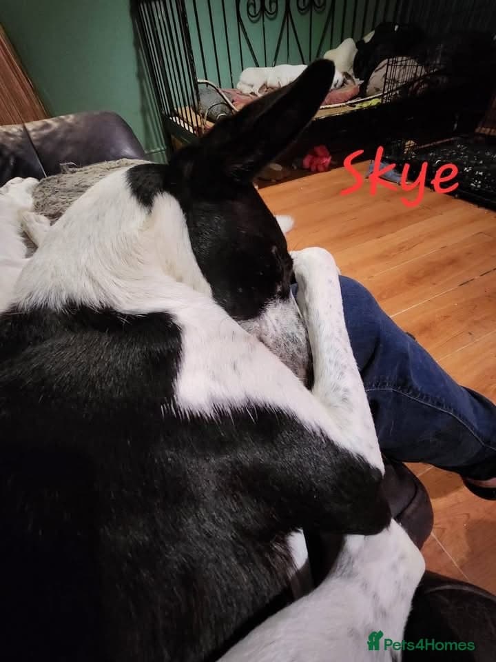 Blue and Skye photo 3