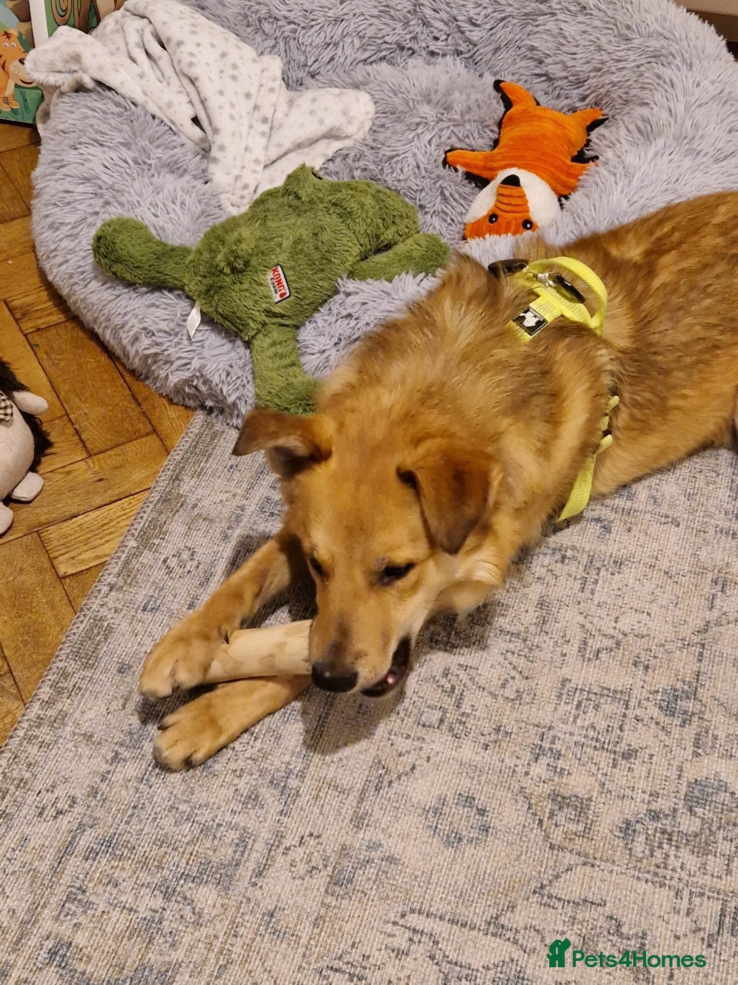 Cactus (yanik) photo 12