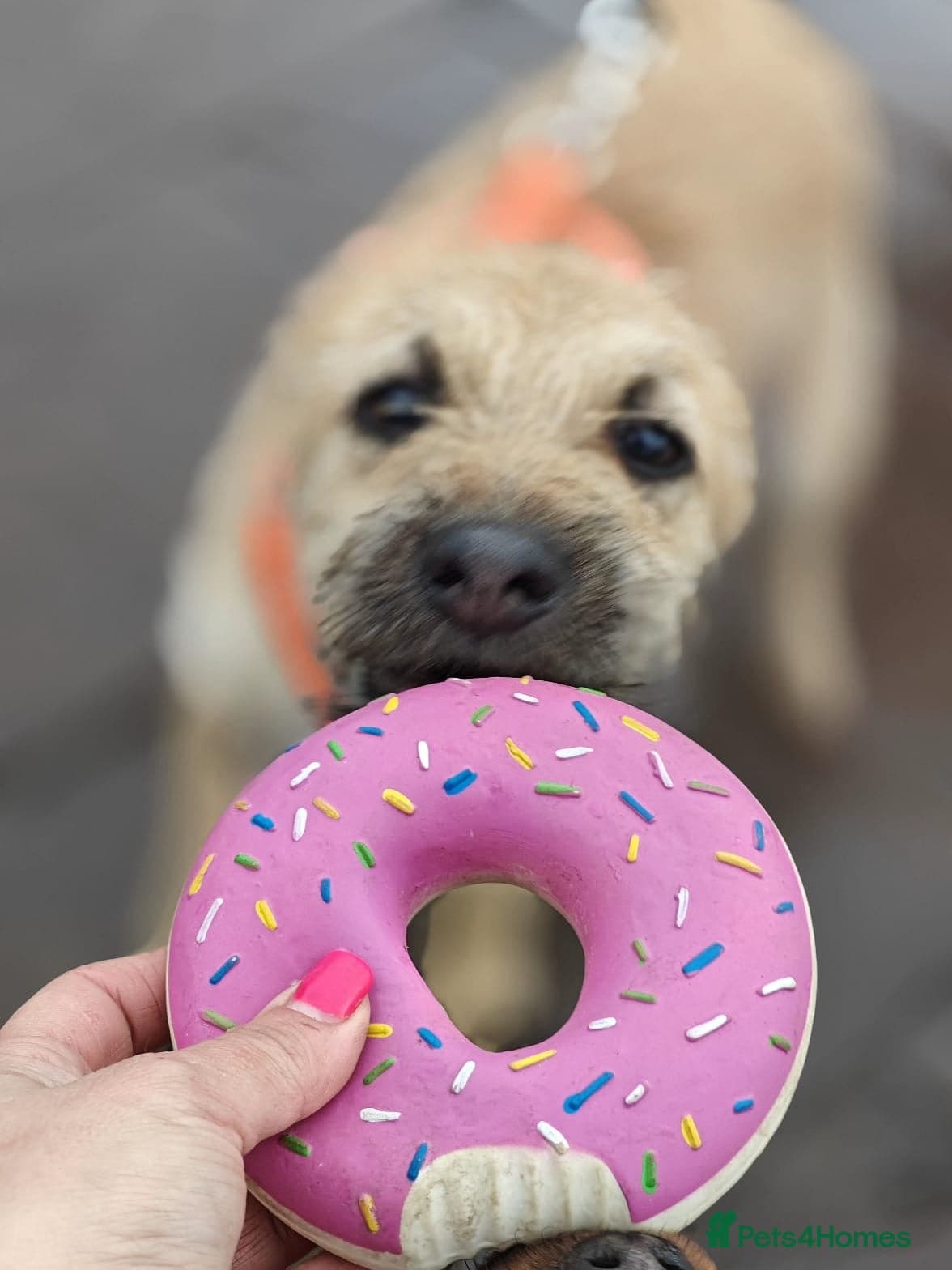 οΈπΆ bekki photo 11