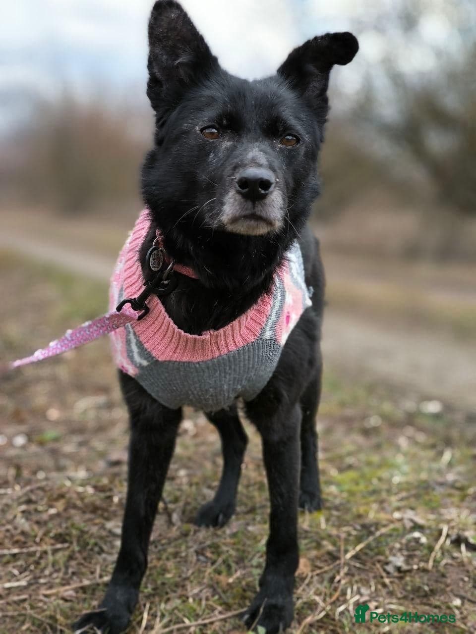 οΈπΆ tofa photo 18