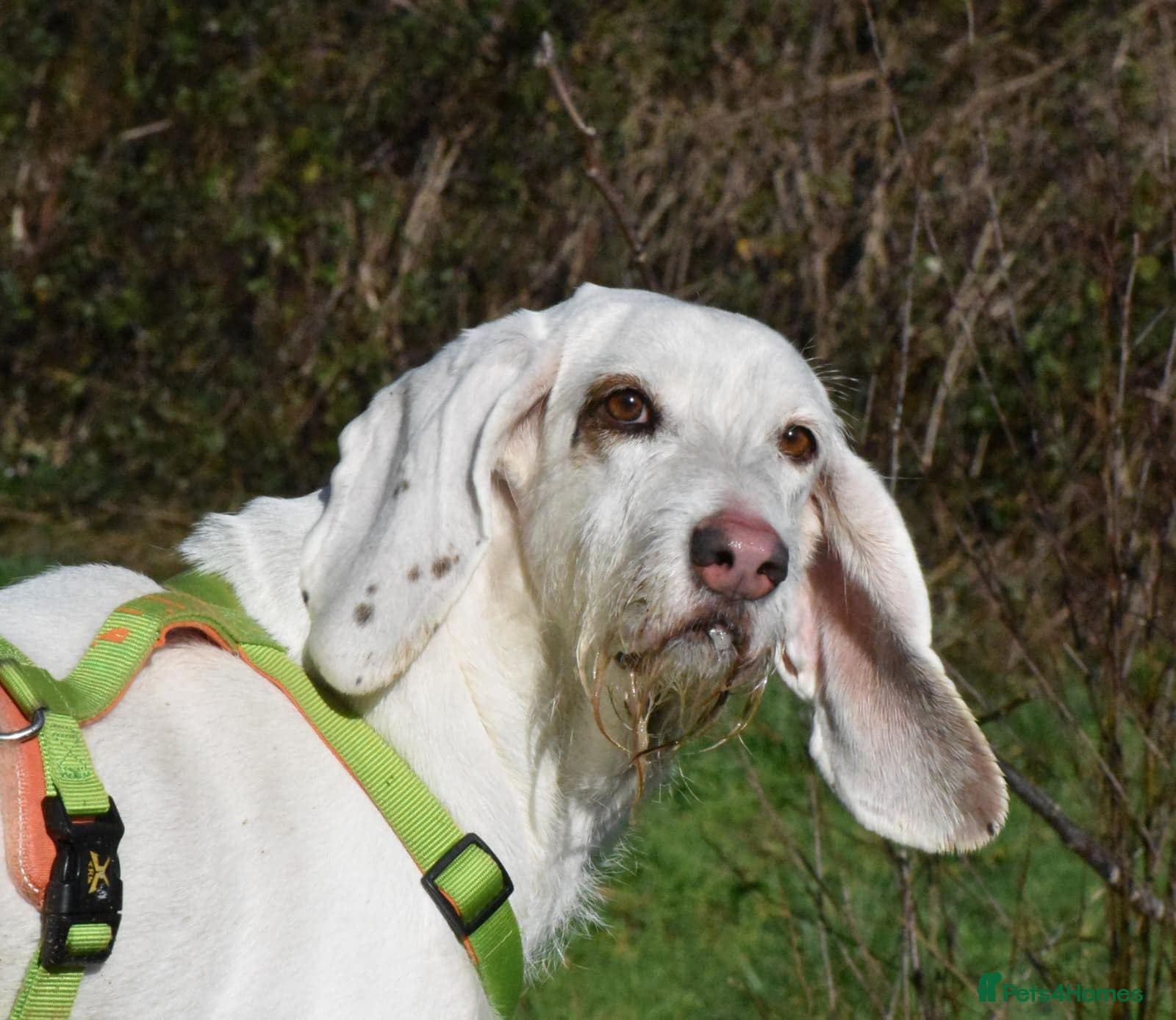 Tuna - lovely Griffon photo 3