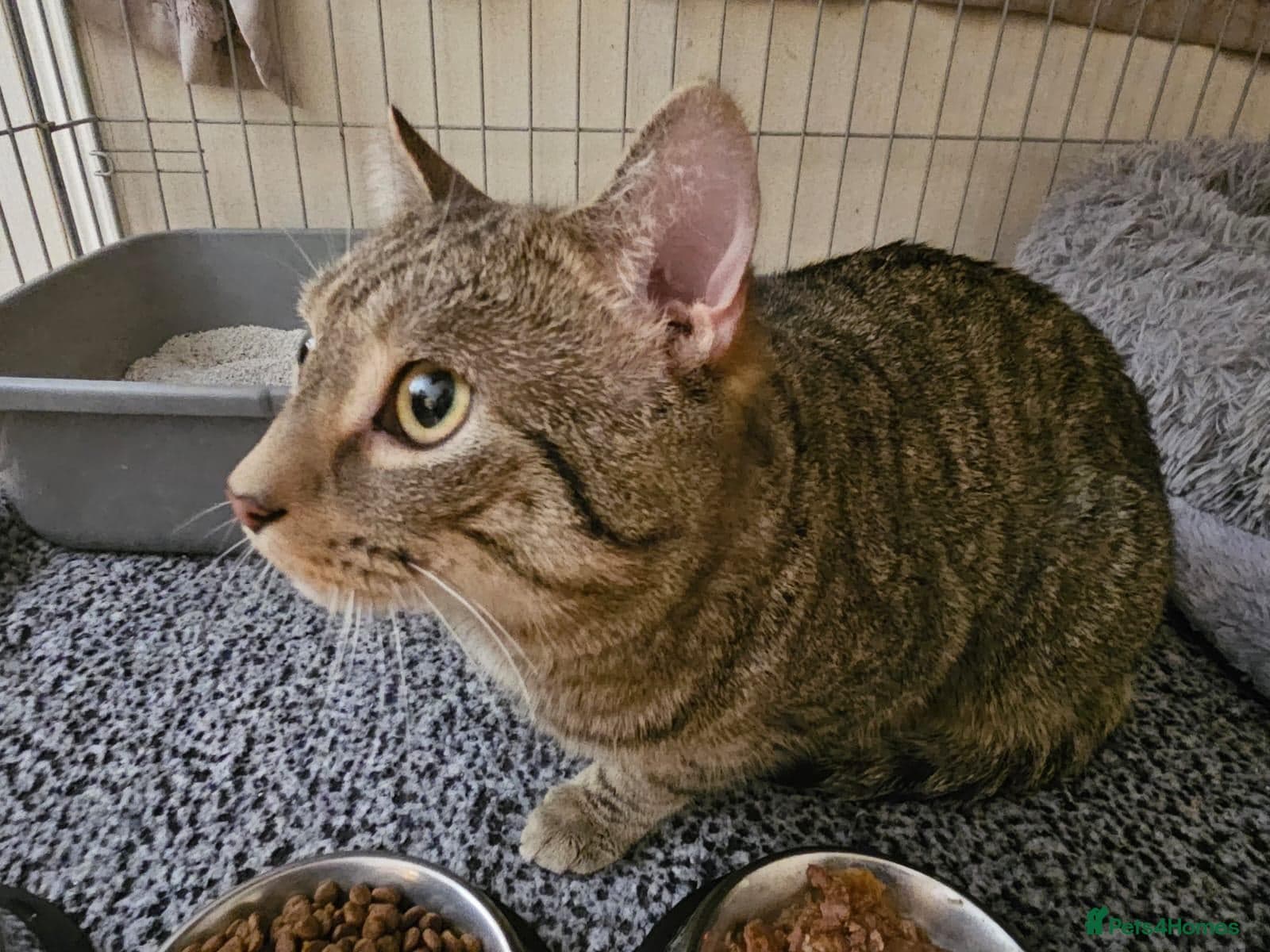 Gentle 10 month rescue MaleCat photo 22