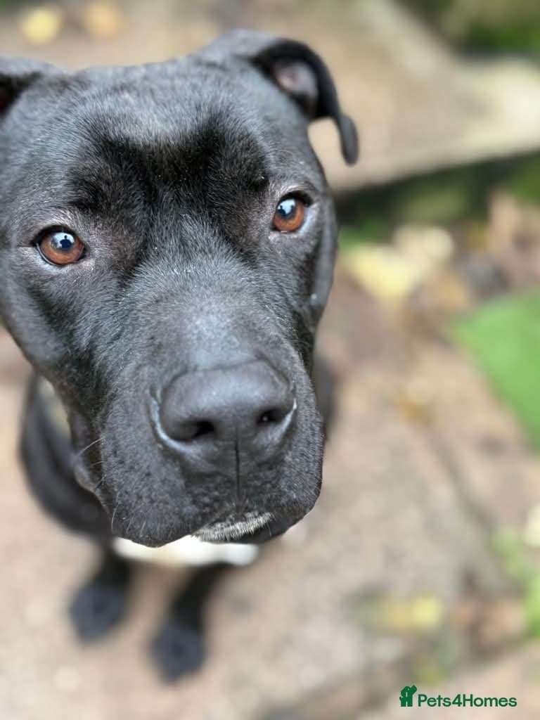 Meet Gomez, currently residing in Ormskirk photo 4