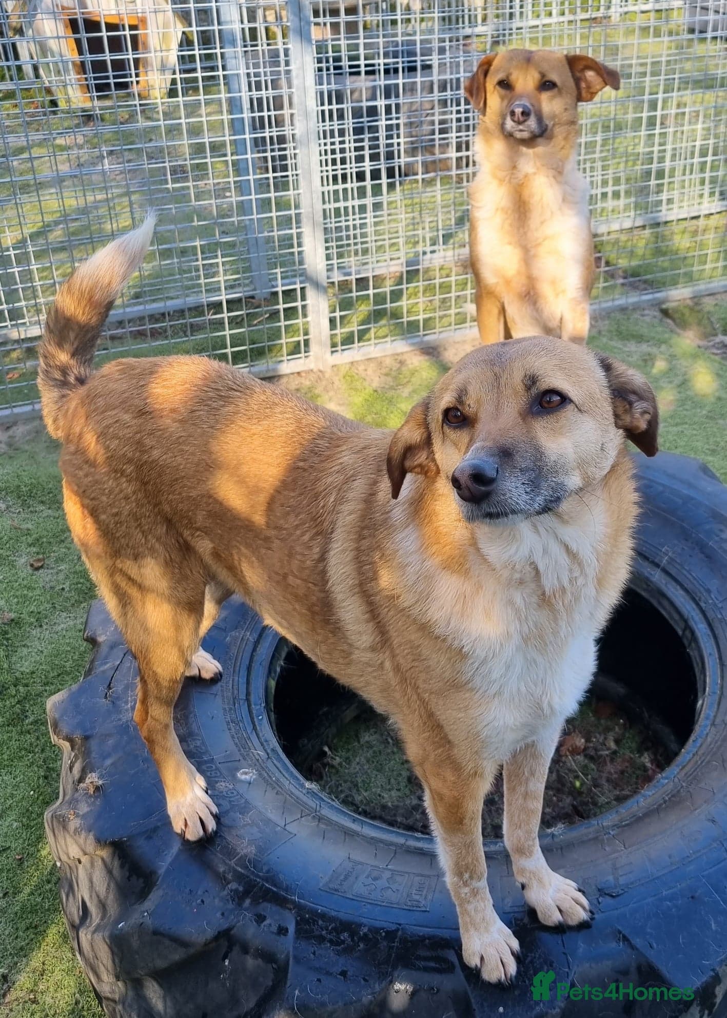 Tessa and Tosca -looking photo 14