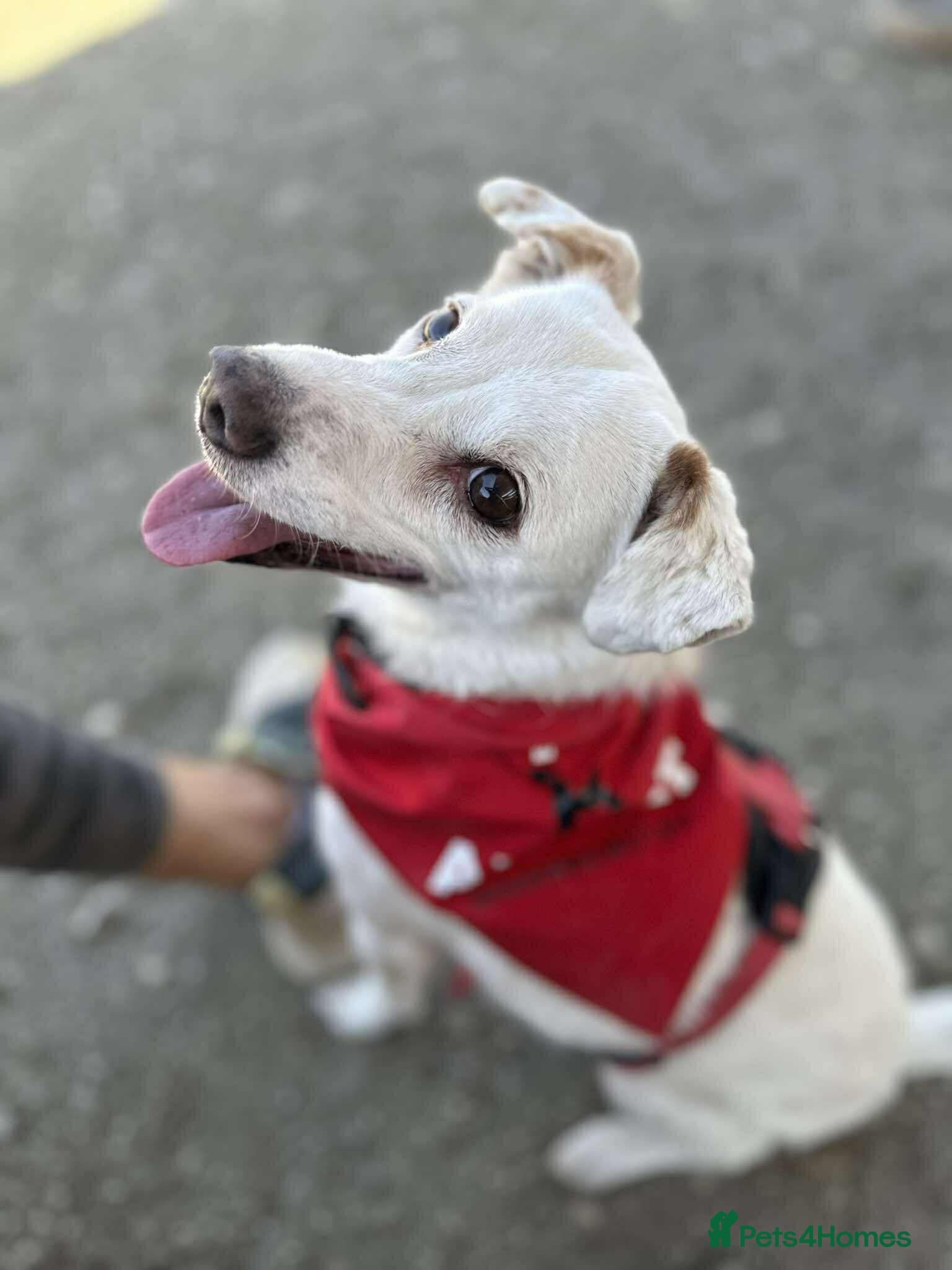 Sweet senior Bobby photo 15